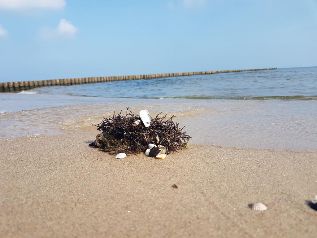 Ferienwohnung Strandwurzel 泽姆平 外观 照片